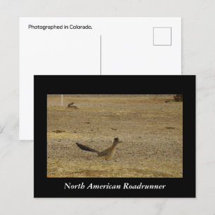 Real Roadrunner Postcard