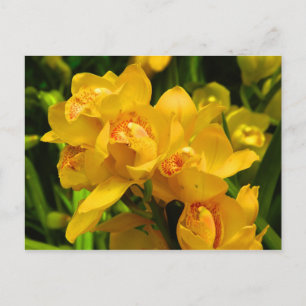 Real Yellow Flower Postcard