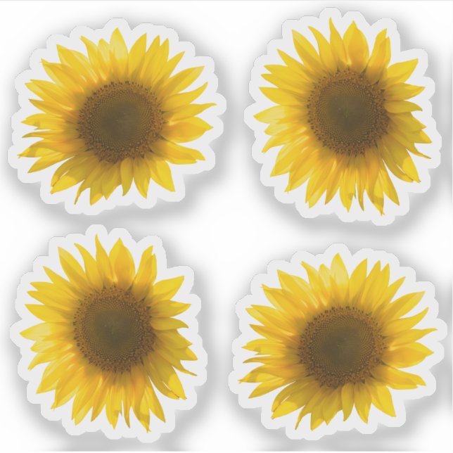 Real yellow sunflower picture 4x set (Front)