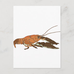 Realistic Crayfish/Crawdad Postcard