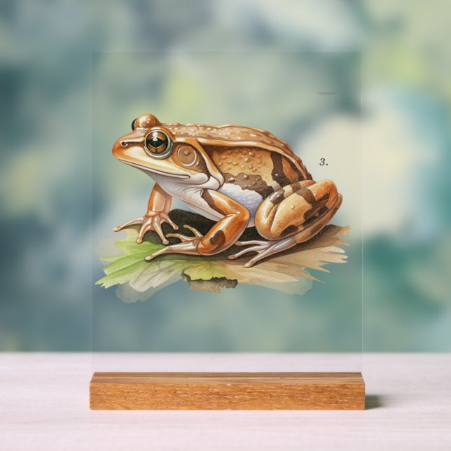 Realistic Frog Desk Sign Nature Inspired Decor (Neutral)