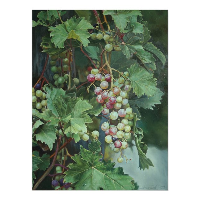 Realistic Grape Vine with Leaves – Fine Art Poster (Front)