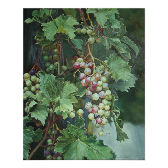 Realistic Grape Vine with Leaves – Fine Art Poster (Front)