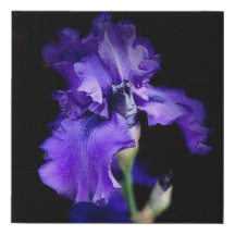 Realistic Iris Canvas