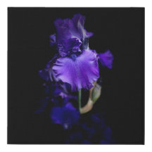 Realistic Iris Wall Canvas