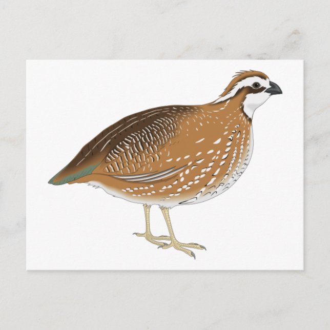 Realistic Quail Bird Postcard (Front)