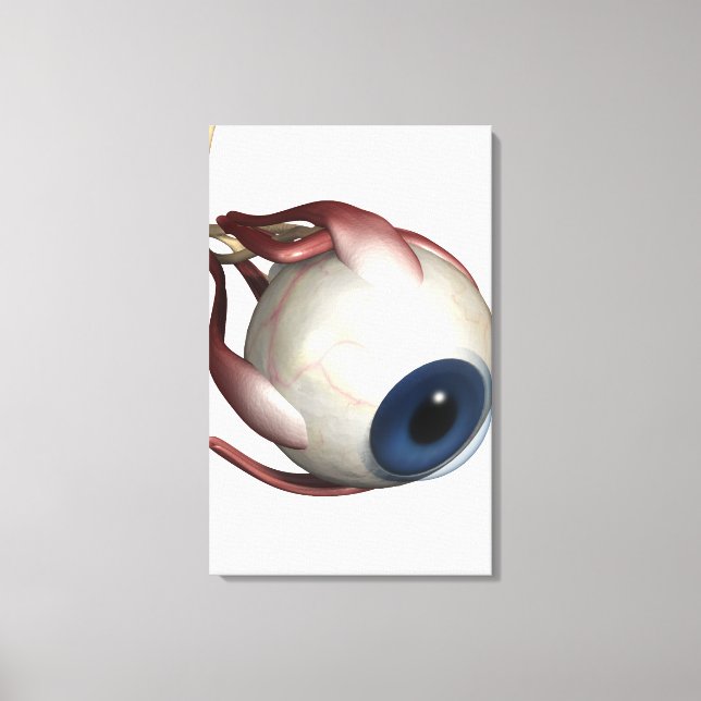 Realistic rendering of the muscles of the eye canvas print (Front)