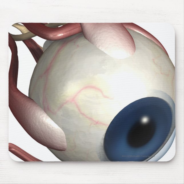 Realistic rendering of the muscles of the eye mouse pad (Front)
