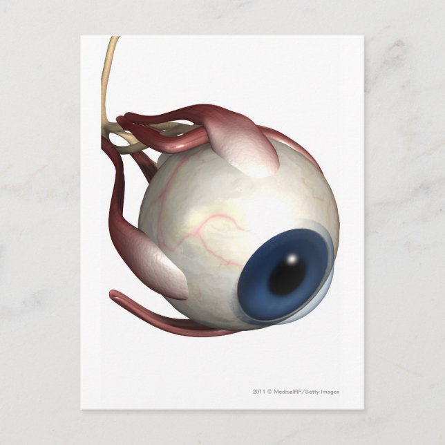 Realistic rendering of the muscles of the eye postcard (Front)