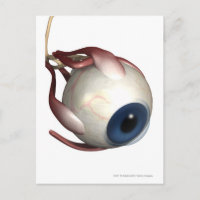 Realistic rendering of the muscles of the eye