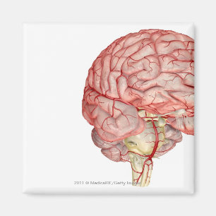 Realitic rendering of the human brain magnet