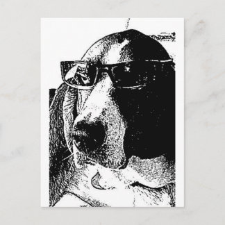REally cool basset hound Postcard