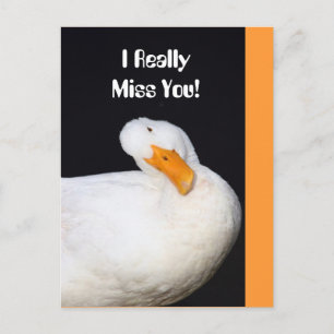 Really Miss You! Cute White Duck Postcard