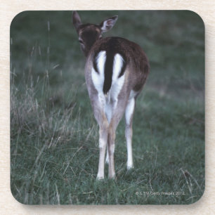 Rear view of a deer , New Zealand Coaster