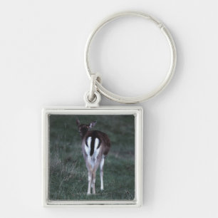 Rear view of a deer , New Zealand Key Ring