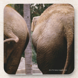 Rear view of Asian elephants Coaster