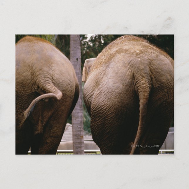 Rear view of Asian elephants Postcard (Front)