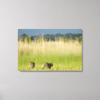 Rear view of Leopard (Panthera pardus) and cub
