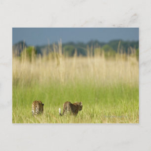 Rear view of Leopard (Panthera pardus) and cub Postcard