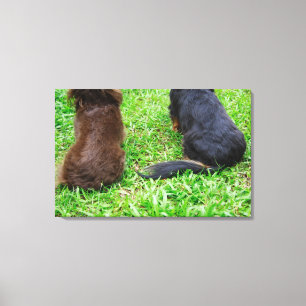 Rear view of two Dachshund dogs Canvas Print