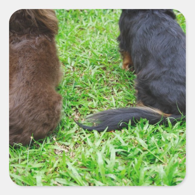 Rear view of two Dachshund dogs Square Sticker (Front)