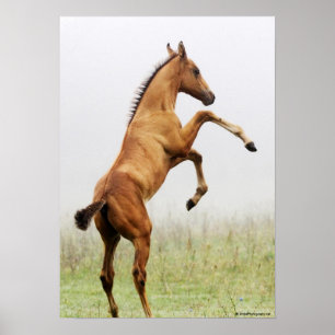 Rearing Colt Poster