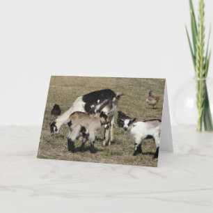 Reba, Patti, Shamrock, and Chickens Card