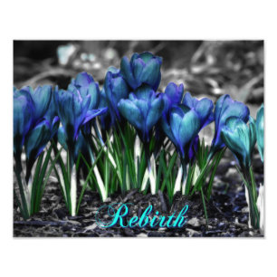 Rebirth of Aqua Blue Crocus Blooms Photo Print