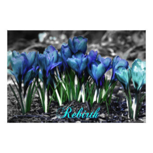 Rebirth of Aqua Blue Crocus Blooms Photo Print