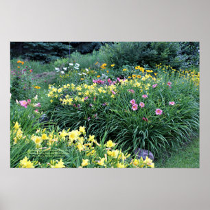 Reblooming Daylily Gardens Rainy Day Poster