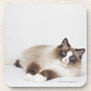 Reclining Cat Coaster