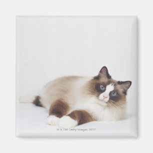 Reclining Cat Magnet