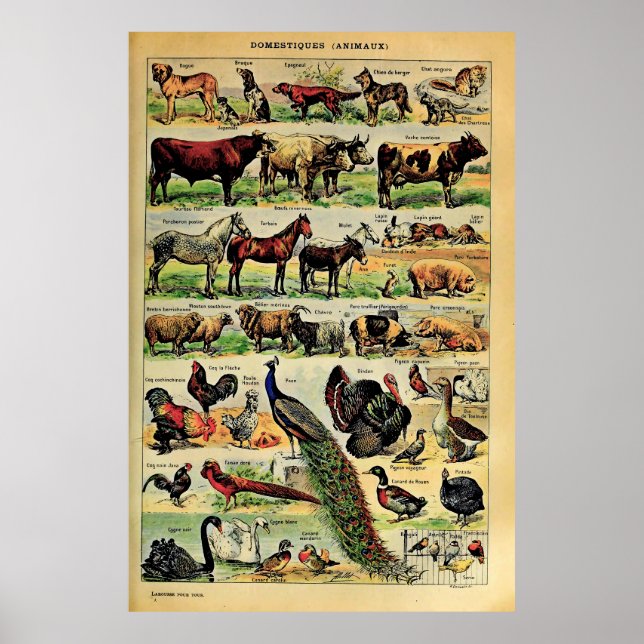 Recreated Adolphe Millot Domestic Animals  Poster (Front)