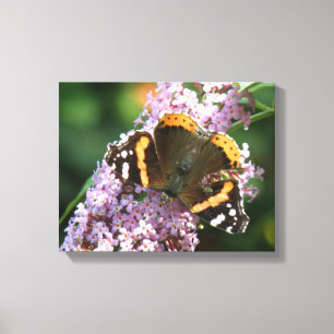 Red Admiral Butterfly and Buddleia Canvas Print