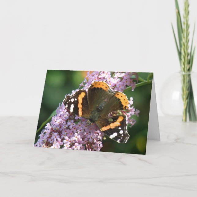 Red Admiral Butterfly and Buddleia Greeting Card (Front)
