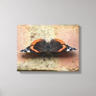 Red Admiral Butterfly Canvas Print