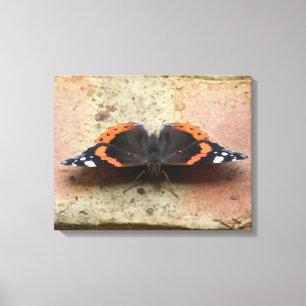 Red Admiral Butterfly Canvas Print