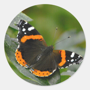 Red Admiral butterfly Classic Round Sticker