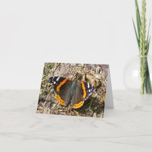 Red Admiral Butterfly Note Card (Front)