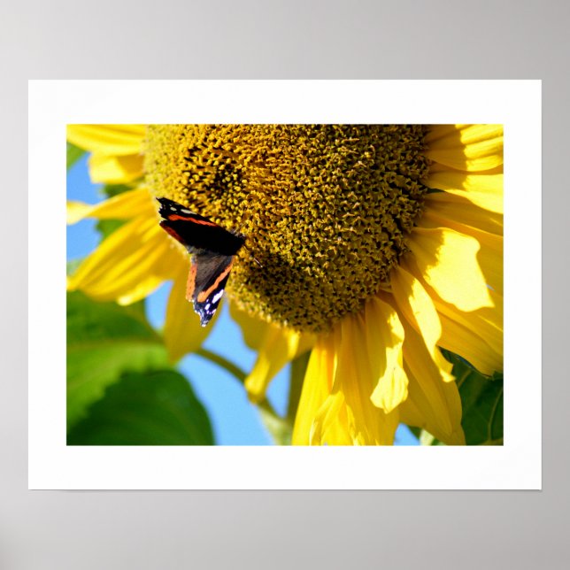 Red Admiral Butterfly on a Sunflower  Poster (Front)