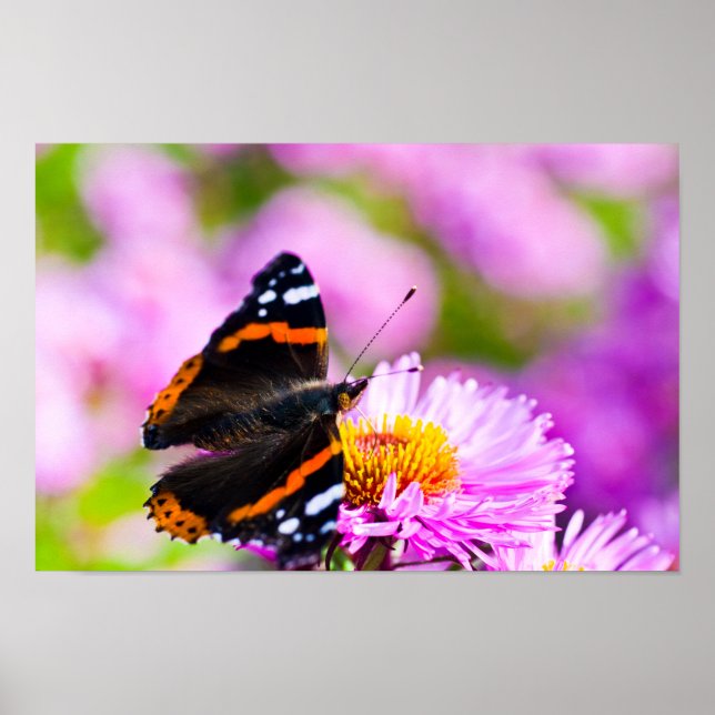 Red Admiral butterfly on flower Poster (Front)