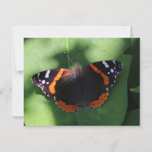 Red Admiral Butterfly on Green Leaves  Postcard