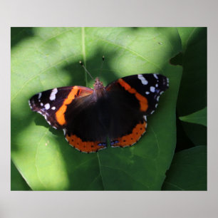 Red Admiral Butterfly on Green Leaves Poster