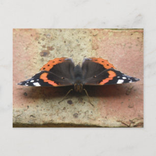 Red Admiral Butterfly Postcard