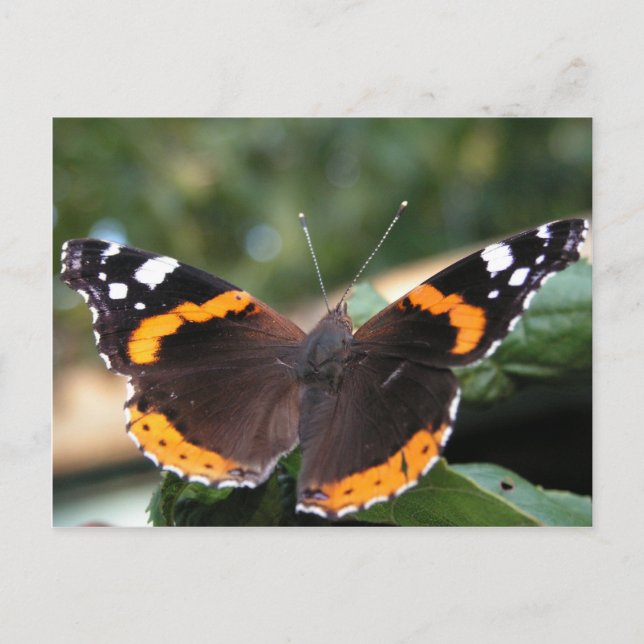 Red Admiral Butterfly Postcard (Front)