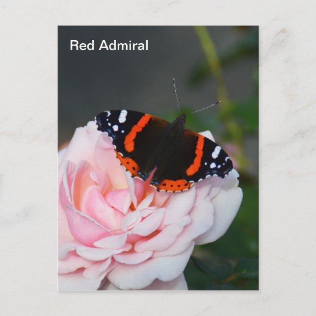 Red Admiral butterfly Postcard (Front)