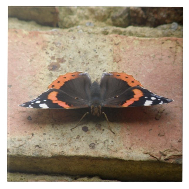 Red Admiral Butterfly Tile (Front)