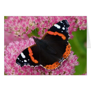 Red Admiral on Sedum (Autumn Joy)