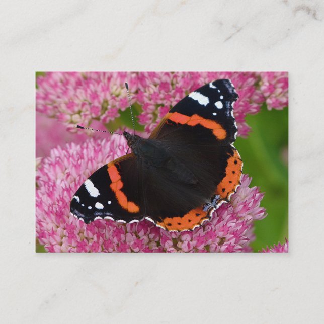 Red Admiral on Sedum (Autumn Joy) Business Card (Front)
