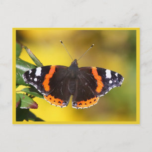 Red Admiral Postcard